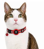 Collar Antiasfixia con Localizador